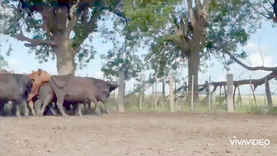 Lote 19 Vaquillonas P/ entorar