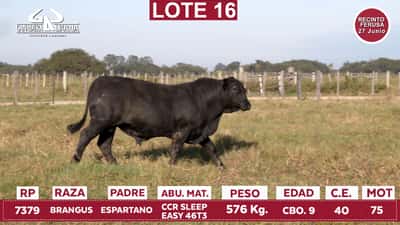 Lote Reproductores de Alborada - Lote 16
