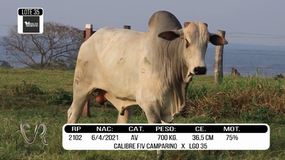 Lote LOTE 35