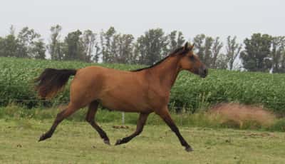 Lote Comparsa Don Miguel
