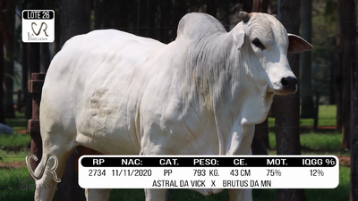 Lote LOTE 26