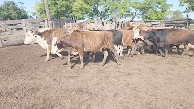 Lote 35 Vacas C/ gtia de preñez en Herlitzka, Corrientes