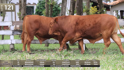 Lote LOTE 121