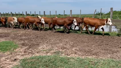 Lote 50 Terneros