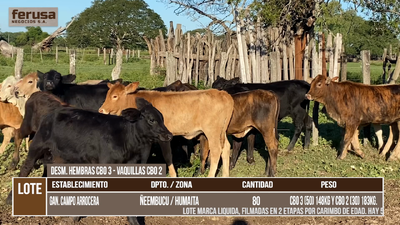 Lote LOTE 10