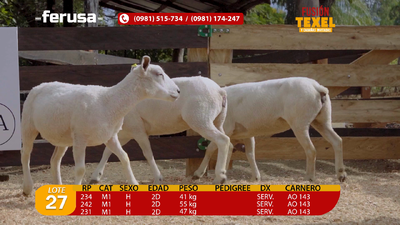 Lote Lote 27
