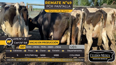 Lote 5 Vacas Preñadas Holando en Estanzuela, Colonia