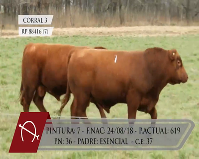 Lote TOROS ANGUS PURO CONTROLADO "LA BARRANCOSA"