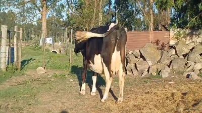 Lote (Vendido)Vacas preñadas HOLANDO en PUNTAS DEL SAUCE