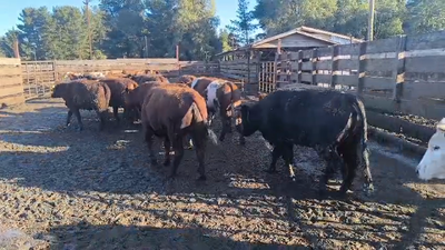 Lote 20 Vaquilla Gorda en Los Ángeles, VIII Región Biobío