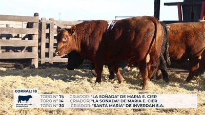 Lote Toros