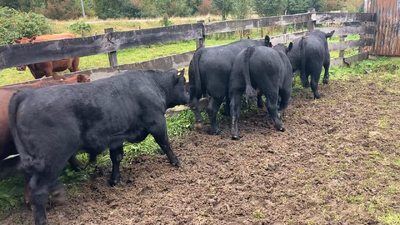 Lote 15 Ternero en Cisnes, XI Región Aysén