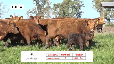Lote Vientres Paridos MaS - Puros Controlados