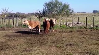 Lote (Vendido)3 Vacas preñadas en VIBORAS Y VACAS