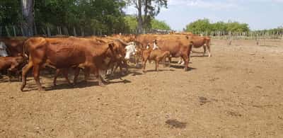 Lote 30 Vacas medio uso en Esquina, Corrientes