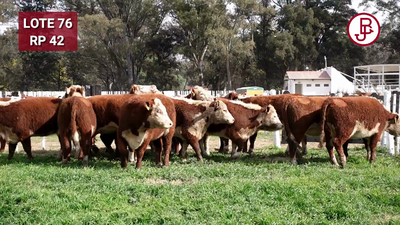 Lote Vaquillonas PR Polled Hereford Preñadas Parición Otoño