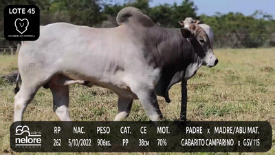 Lote LOTE 45