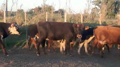 Lote 15 Terneros HEREFORD Y ANGUS 160kg - , San José