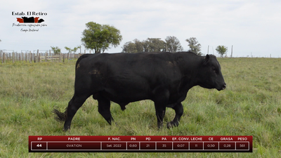 Lote Toros, Artigas