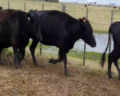 Lote 30 Vacas nuevas con garantía de preñez en Rauch, Buenos Aires