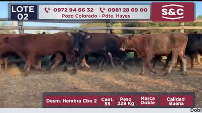 Lote 55 Vaquillas en Presidente Hayes