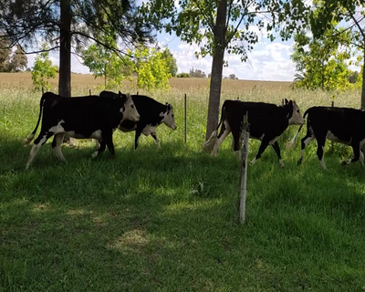 Lote (Vendido)7 Vaquillonas Vacas Preñadas HE X HO 400kg - , Colonia