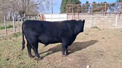 Lote TORO
