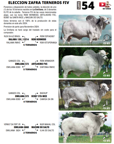 Lote LOTE 54 - ELECCION ZAFRA TERNEROS FIV