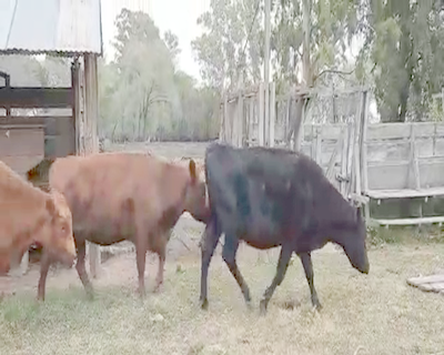 Lote 8 Vacas de invernar en Pellegrini, Buenos Aires