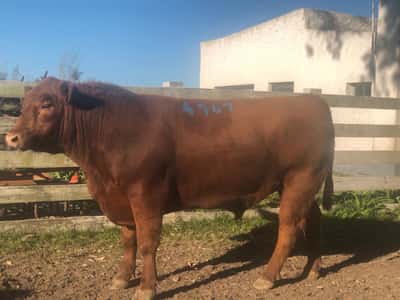 Lote LOTE 2