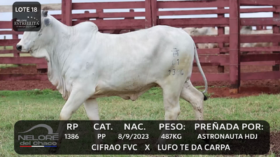Lote LOTE 18