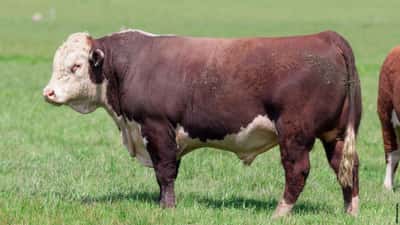 Lote Toros 1308 1312 1347