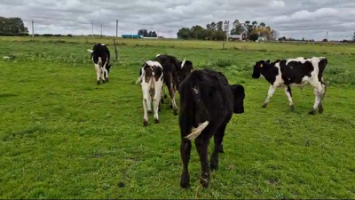 Lote 6 Terneros Holando en Libertad