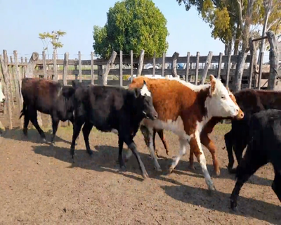 Lote (Vendido)20 Terneras 5 HE,  2 HE X RA,  1 RA,  2 AA X NO 218kg - , Colonia