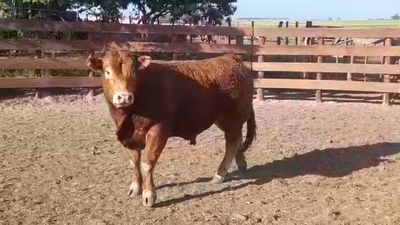 Lote TORO PI