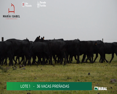 Lote 36 Vacas Preñadas