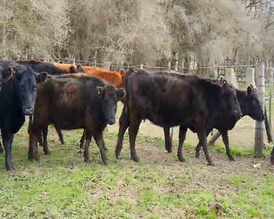 Lote 32 Vacas de invernar en Las Flores, Buenos Aires