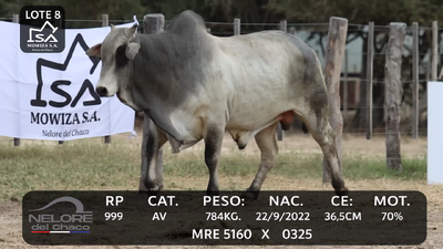 Lote LOTE 8