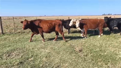 Lote 37 VACAS