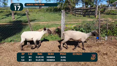 Lote LOTE 17