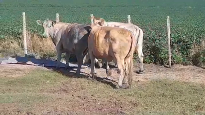 Lote 3 Vacas de Invernada 485kg -  en EL CHILENO