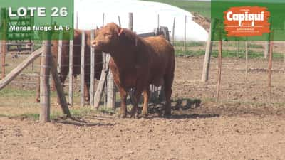 Lote TORO PC ANGUS COLORADO - LA 6