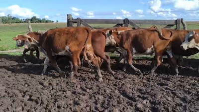 Lote 200 Novillos