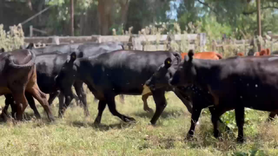 Lote 20 Vaquillonas