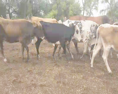 Lote 35 Vacas de invernar en Monte Quemado, Santiago del Estero