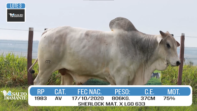 Lote LOTE 3