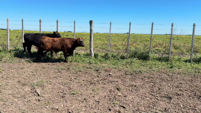 Lote TERNEROS