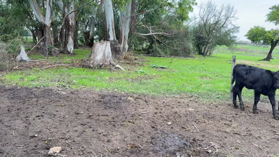  TERNEROS Y TERNERAS