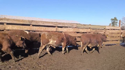 Lote 20 Novillo Gordo en Los Ángeles, VIII Región Biobío
