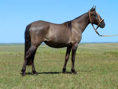 Lote Gaita Salpay